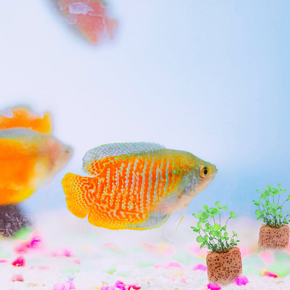 Planted Aquarium Water Temperature - 25Pcs Water Plants Fixed Rings High