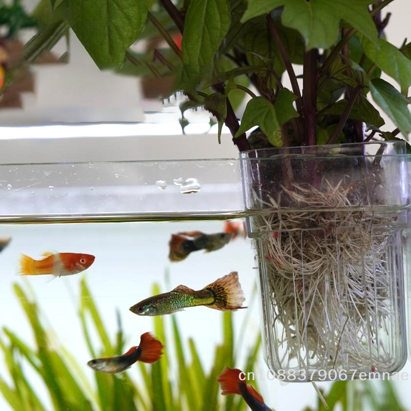 Wall-Mounted Transparent Hydro - Aquarium Planted Tank Setup บทวิจารณ์และราคา