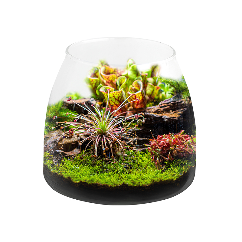 Plant Bottle Fish Tank Accesso - Aquarium Plants For Sale บทวิจารณ์และราคา