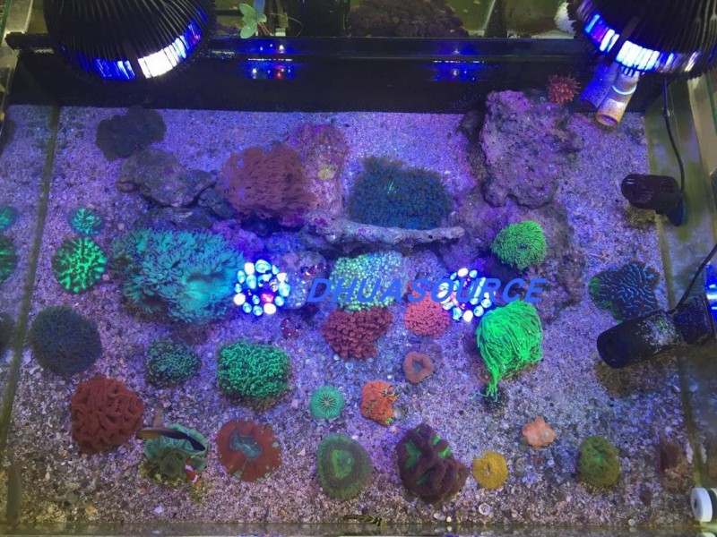 Full specturm LED Aquarium Ree - Led Planted Tank Light บทวิจารณ์และราคา