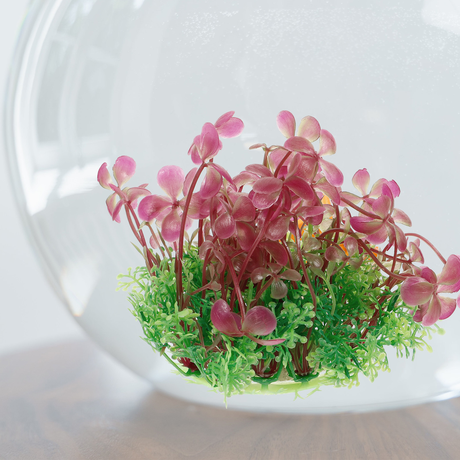 4 Leaf Clover Aquarium Decorat - Aquarium Planted Tank Setup บทวิจารณ์และราคา