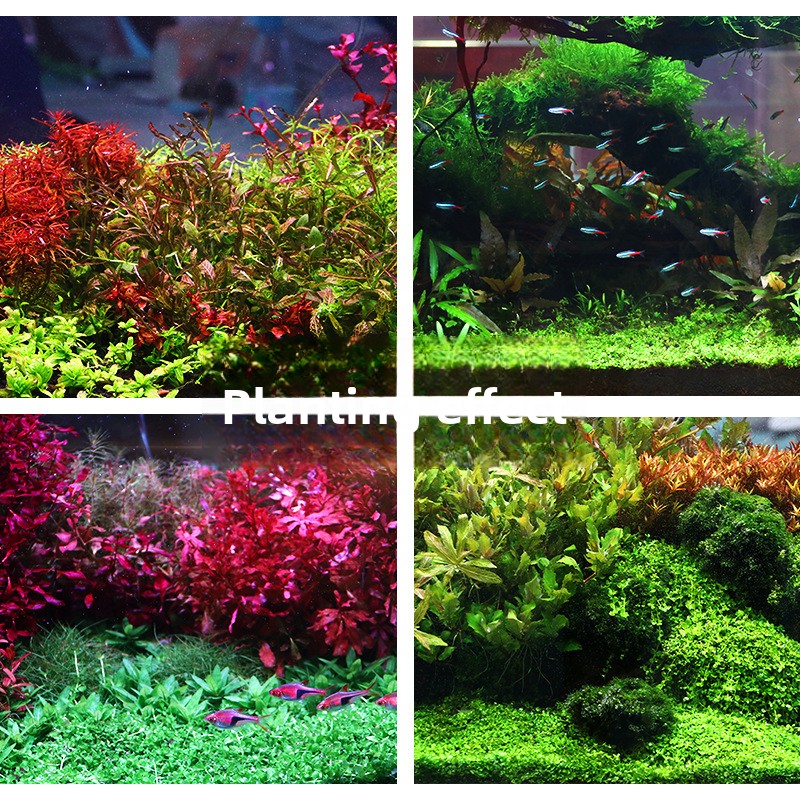 SYSENCIAGA Planted Aquarium Su - Planted Aquarium Fertilizer บทวิจารณ์และราคา