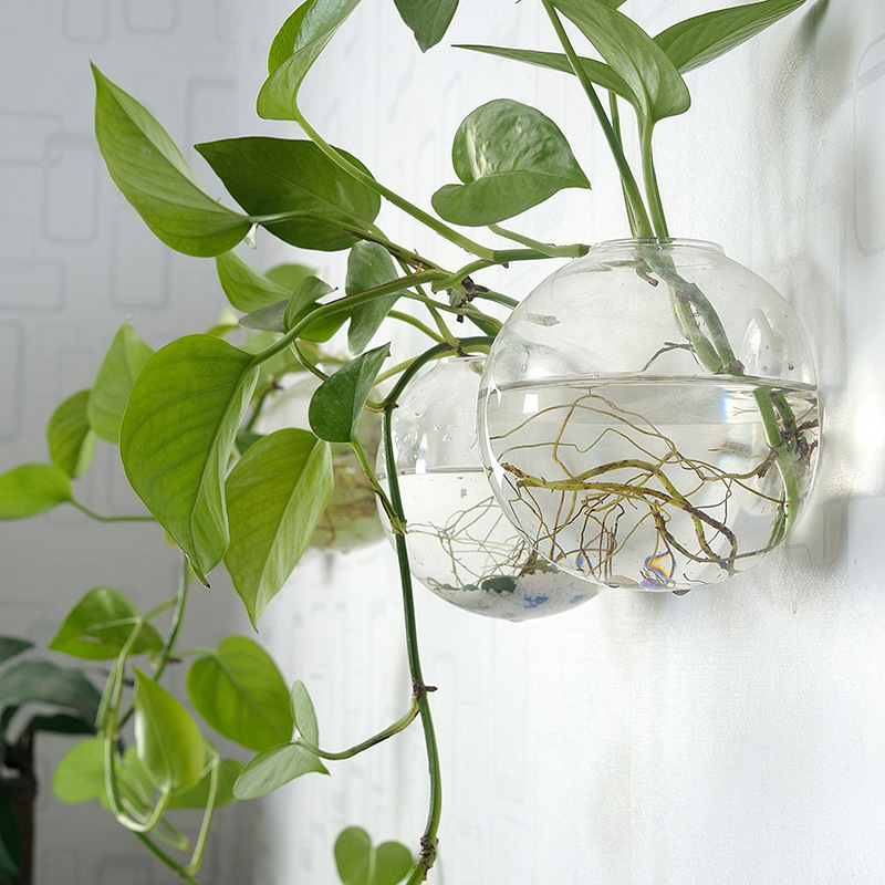 Wall Hanging Acrylic Fish Bowl - Planted Aquarium Bowl บทวิจารณ์และราคา