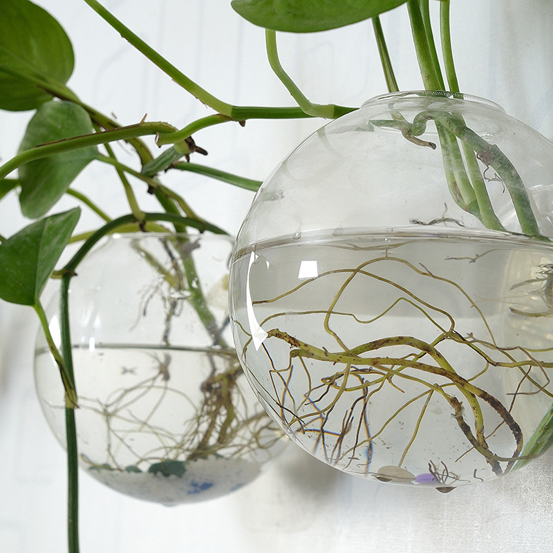 Wall Hanging Acrylic Fish Bowl - Planted Aquarium Bowl บทวิจารณ์และราคา