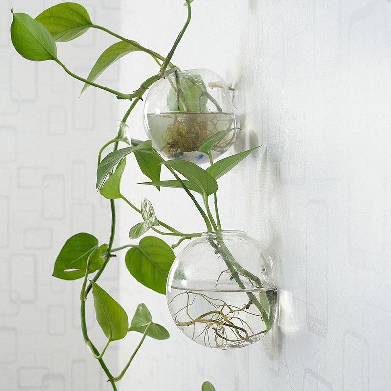Wall Hanging Acrylic Fish Bowl - Planted Aquarium Bowl บทวิจารณ์และราคา