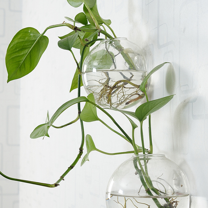 Wall Hanging Acrylic Fish Bowl - Planted Aquarium Bowl บทวิจารณ์และราคา