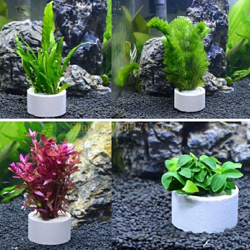 10Pcs Aquarium Plant Fixed Rin - Aquarium Plants For Sale บทวิจารณ์และราคา