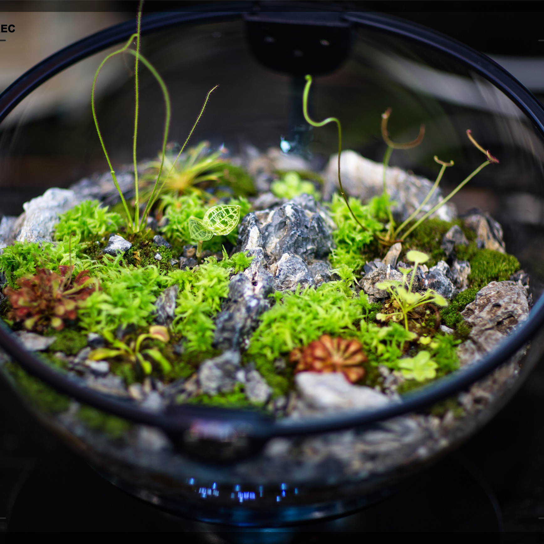 Hot Sales Acrylic Material  Ba - Aquarium Plants For Sale บทวิจารณ์และราคา