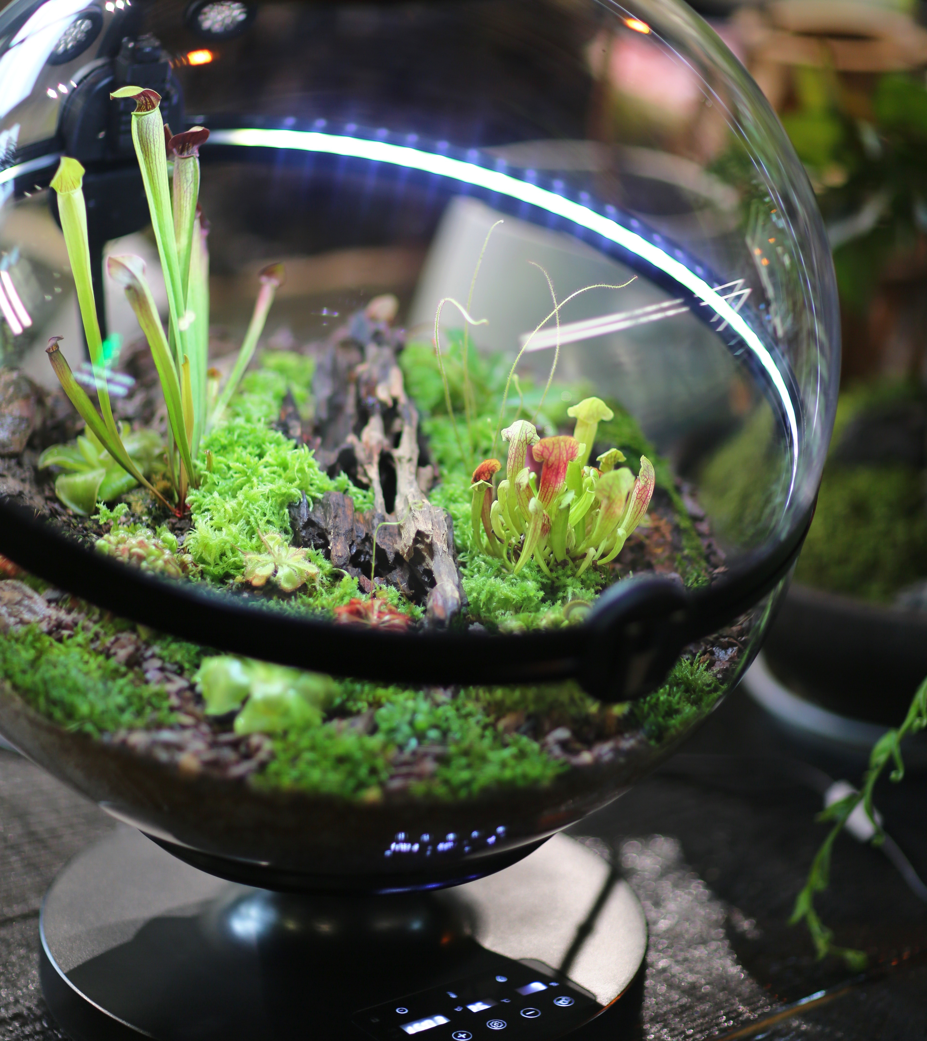 Hot Sales Acrylic Material  Ba - Aquarium Plants For Sale บทวิจารณ์และราคา