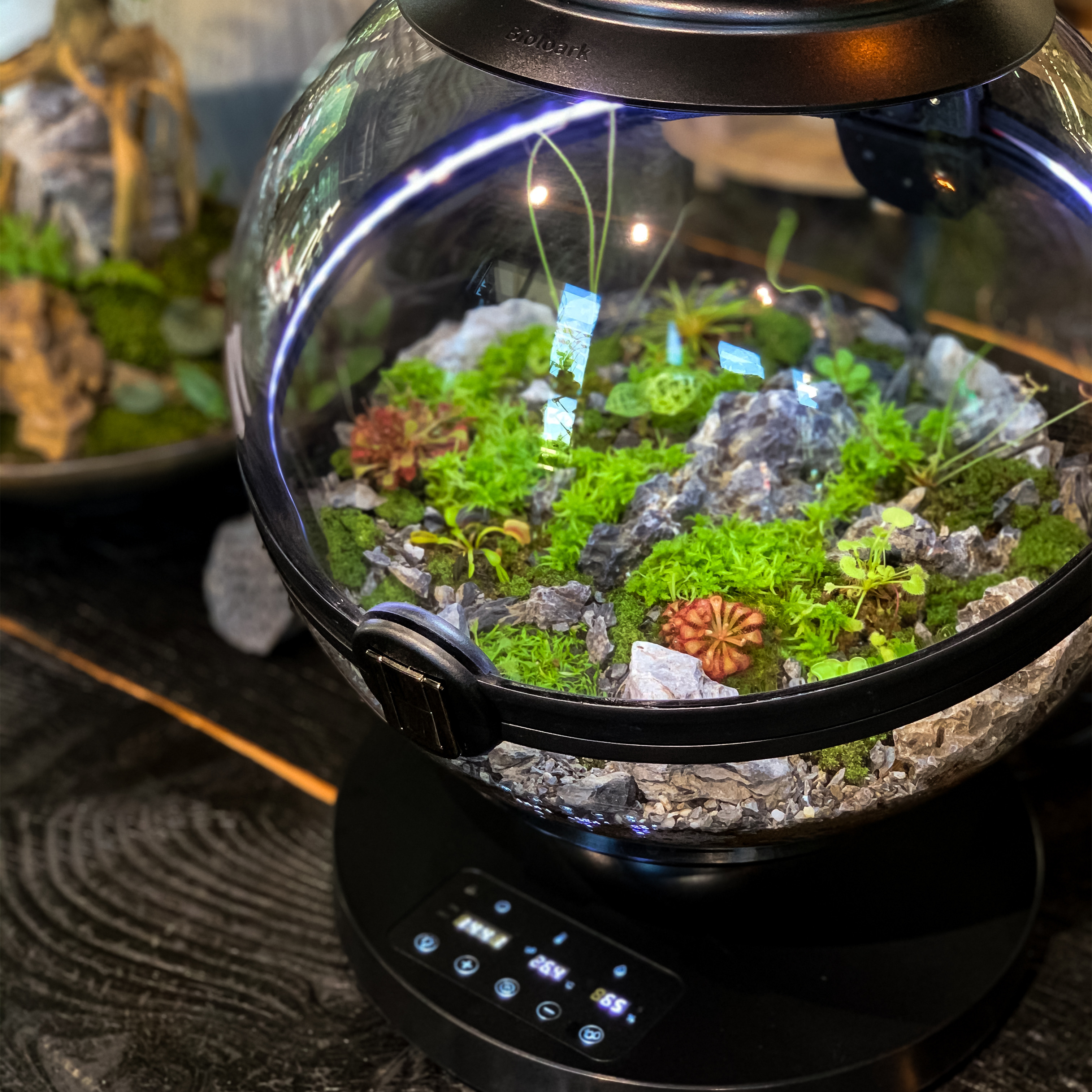 Hot Sales Acrylic Material  Ba - Aquarium Plants For Sale บทวิจารณ์และราคา