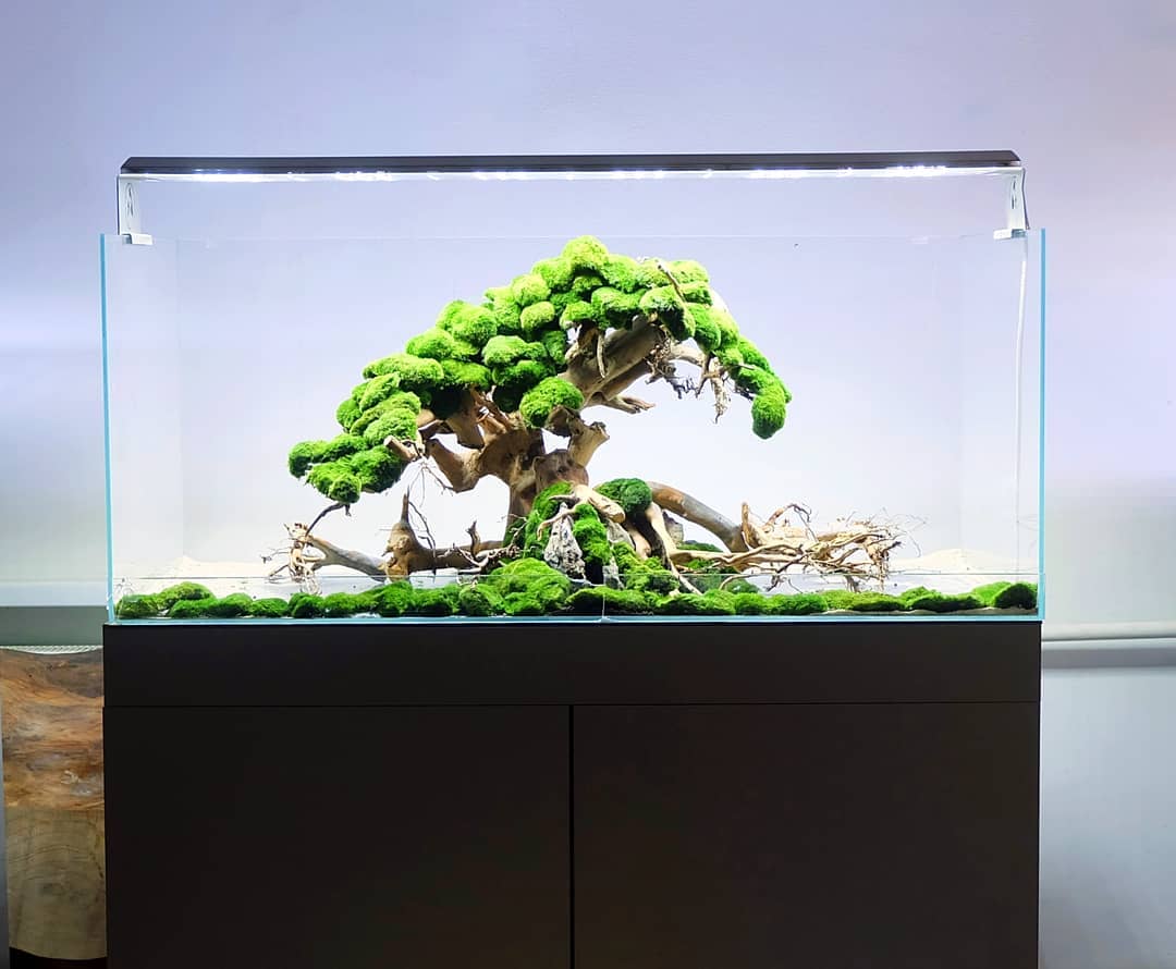 100% Handcraft Aquarium Bonsai - Aquarium Plant On Wood บทวิจารณ์และราคา