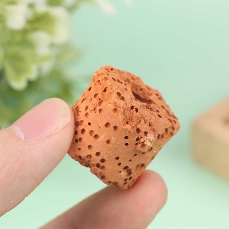 10Pcs Mini Aquatic Plant Ring  - Aquarium Planted Tank Setup บทวิจารณ์และราคา