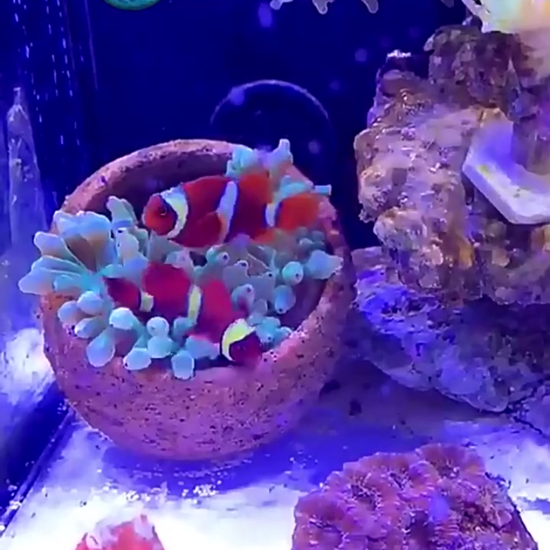 Anemone Nest Run-proof Coral J - Planted Aquarium Jar บทวิจารณ์และราคา