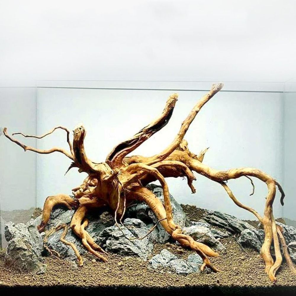20-25CM Large Aquarium Driftwo - Planted Aquarium Bowl บทวิจารณ์และราคา