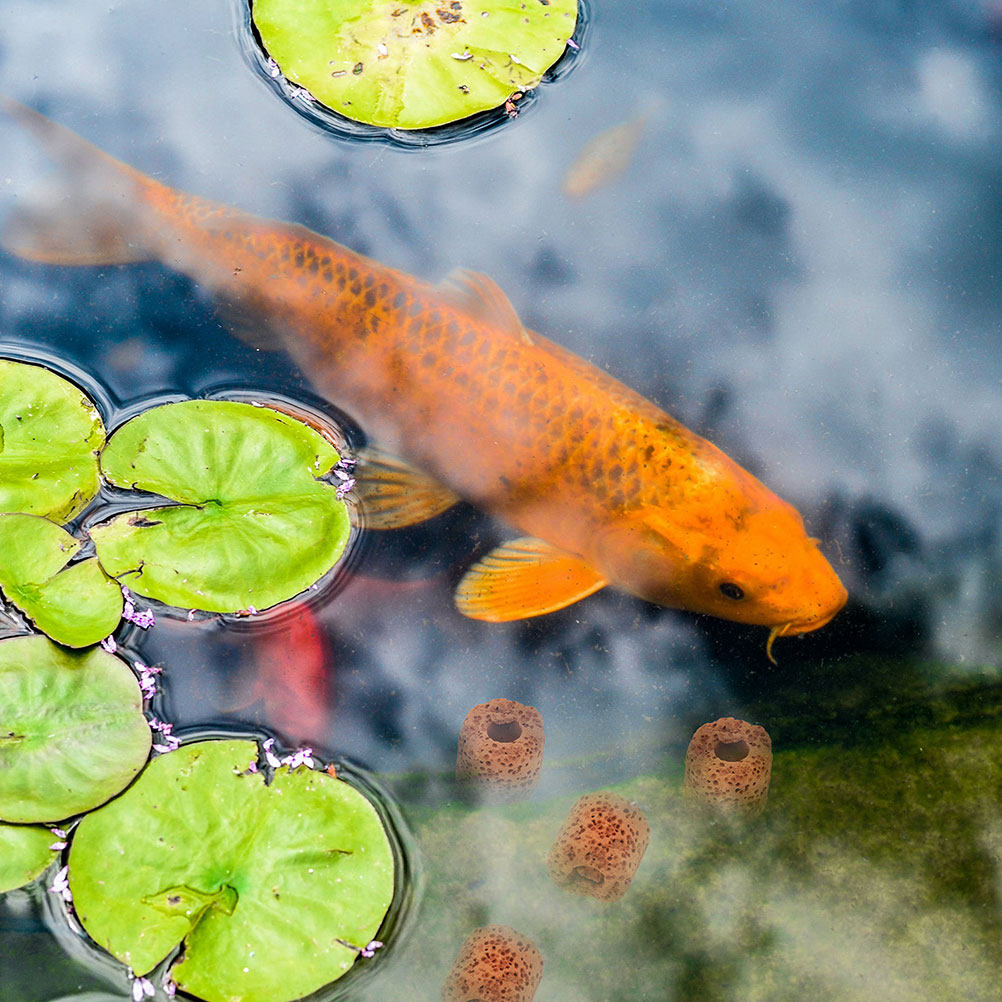 25Pcs Water Plants Fixed Rings - Planted Aquarium Water Temperature บทวิจารณ์และราคา