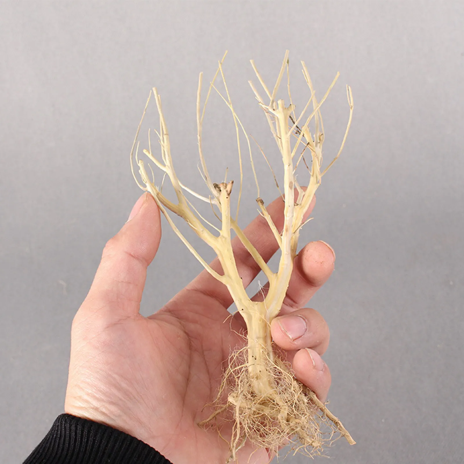 New DIY Driftwood Aquarium Mos - Aquarium Plant On Wood บทวิจารณ์และราคา