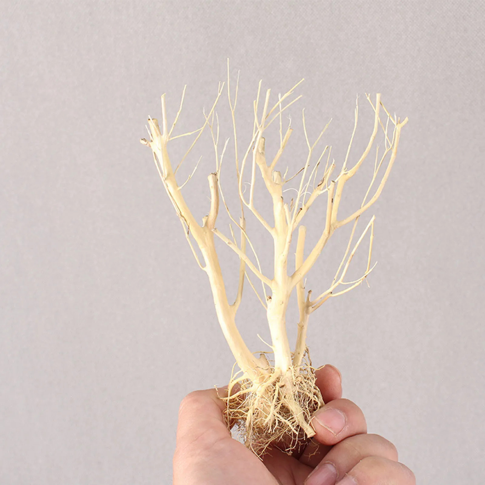 New DIY Driftwood Aquarium Mos - Aquarium Plant On Wood บทวิจารณ์และราคา