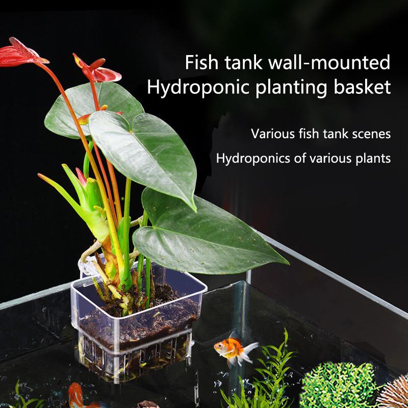 Aquarium Hydroponic Planting C - Aquarium Planted Tank Setup บทวิจารณ์และราคา