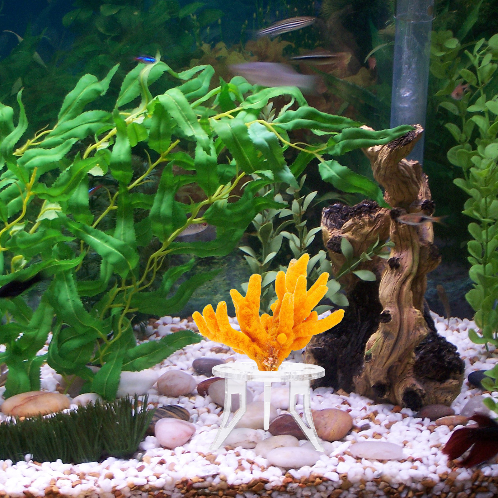1Pcs Coral Base Stylish Strong - Aquarium Planted Tank Setup บทวิจารณ์และราคา