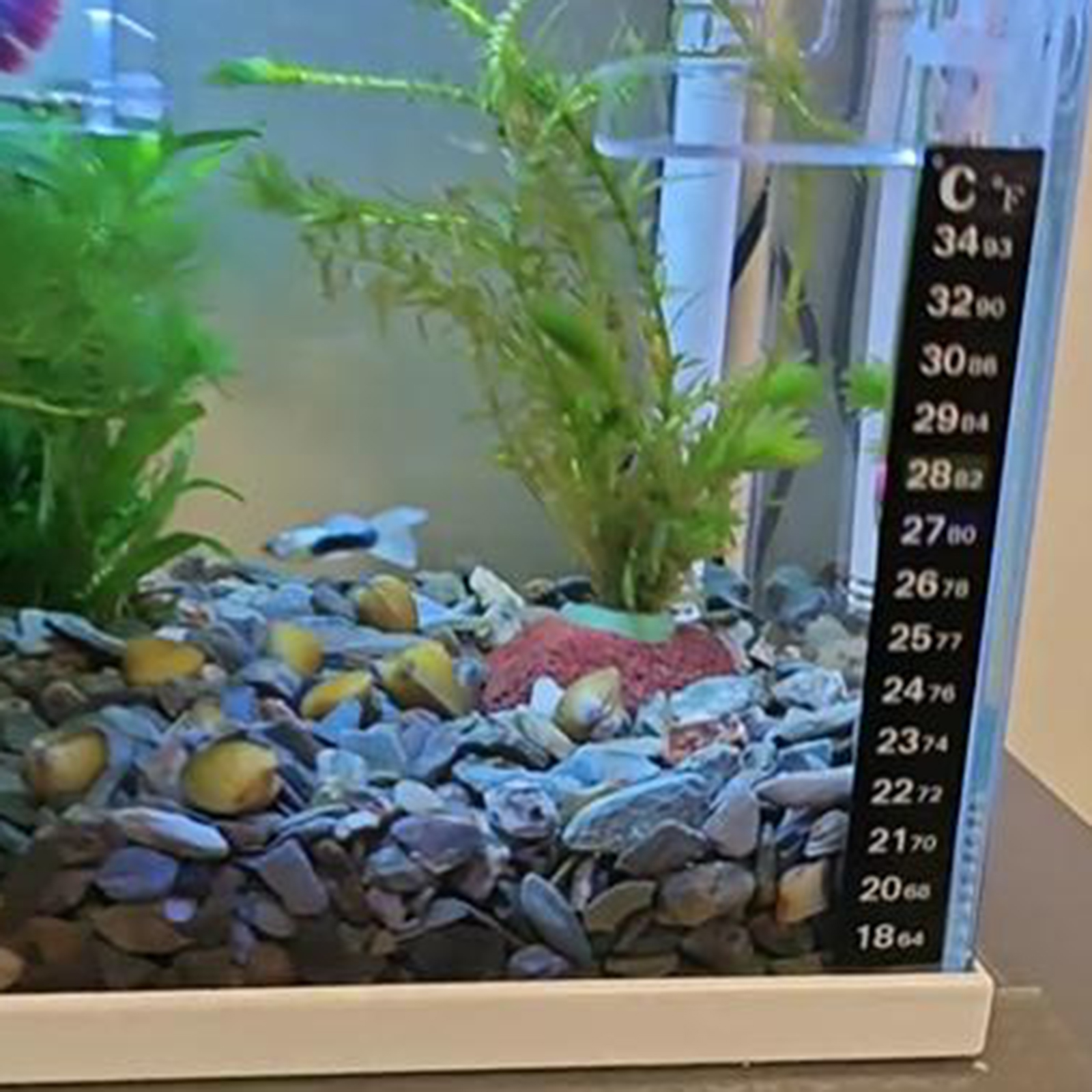 3Pcs/Set Aquarium Thermometer  - Planted Aquarium Water Temperature บทวิจารณ์และราคา